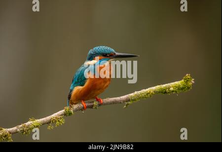 Kingfisher eurasien, nom scientifique de kingfisher commun Alcedo atthis sur une branche de mousse Banque D'Images