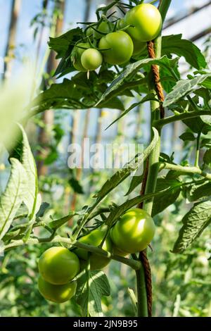 Une branche de tomates vertes sur une plantation de plants de tomates en serre. Agriculture biologique, la culture de jeunes tomates dans l'agriculture. Banque D'Images