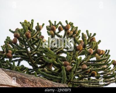 The Female fruit of the Monkey Puzzle Tree, Araucaria araucana, à Devon, Angleterre, Royaume-Uni. Banque D'Images