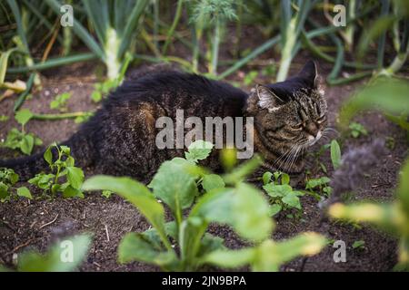 Un chat de couleur foncée se trouve dans un jardin vert par jour d'été Banque D'Images