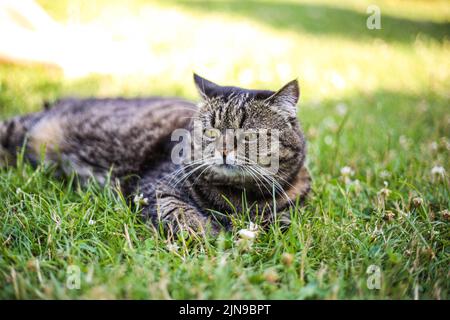 Un chat de couleur foncée repose sur l'herbe verte lors d'une journée ensoleillée d'été Banque D'Images