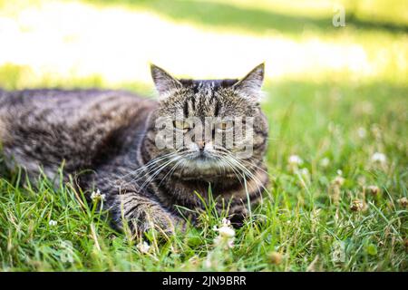 Un chat de couleur foncée repose sur l'herbe verte lors d'une journée ensoleillée d'été Banque D'Images