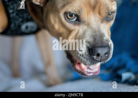 Pitbull en colère ou chien de chasse Banque D'Images