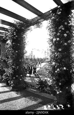 Original-Bildunterschrift: Der Rosengarten im Berlin Tiergarten erfreute sich an diesem schönen Sonntag regen Besuchs, Berlin, Deutschland 1955. Banque D'Images