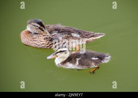 Un adulte et un jeune canard collard nageant dans un étang vert. Banque D'Images