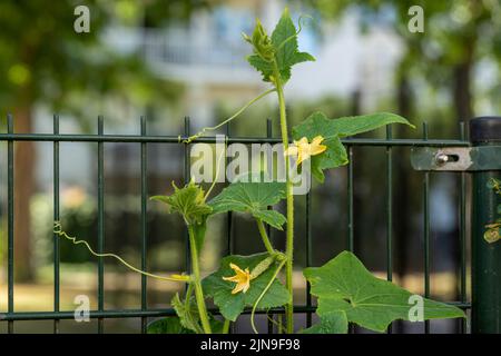 Plante de concombre avec des tendrils fixés à la clôture dans le jardin de la ville Banque D'Images