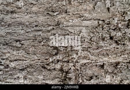 Arrière-plan de la texture de l'écorce de l'ancien arbre Fond abstrait de la peau de bois gris. Motif de texture naturelle de l'écorce des arbres. Surface rugueuse du tronc. Arbre de corrosion Banque D'Images