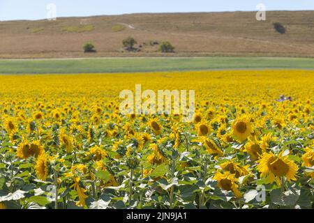 Dorset Sunflower Trail, Maiden Castle Farm, Dorchester, Dorset 9th août 2022 Banque D'Images