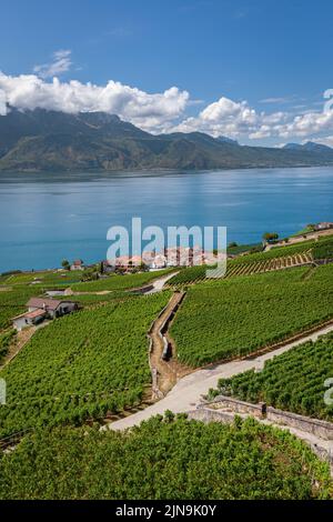 Vignoble en terrasses du Lavaux, patrimoine mondial de l'UNESCO, Canton de Vaud, Suisse Banque D'Images