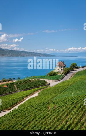 Vignoble en terrasses du Lavaux et vue sur le lac Léman, patrimoine mondial de l'UNESCO, Canton de Vaud, Suisse Banque D'Images