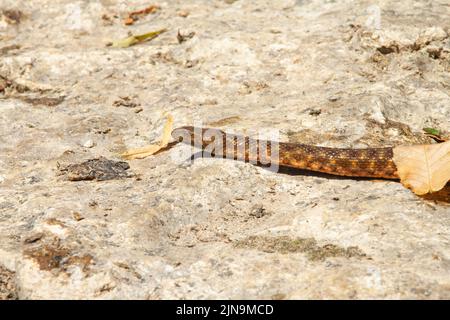 Un serpent à dés rampant sur le rocher Banque D'Images