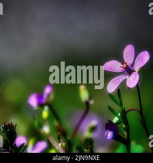 Un gros plan vertical de Geranium purpueum, le petit-Robin. Banque D'Images