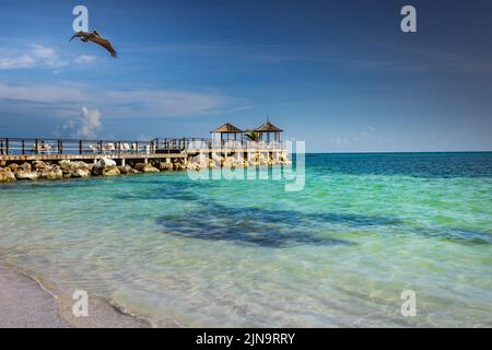 Pelican survolant la plage des caraïbes avec jetée et belvédère, Montego Bay, Jamaïque Banque D'Images