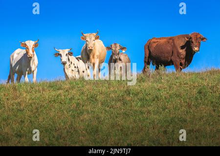 Vaches bétail dans la campagne du sud du Brésil regardant la caméra Banque D'Images