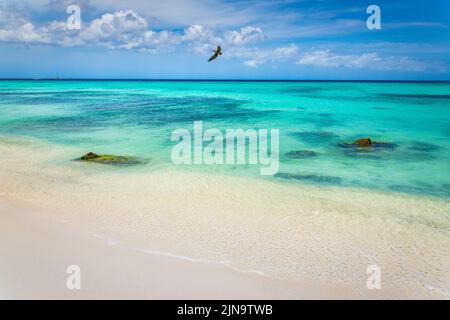 Pelican volant au-dessus de la plage idyllique des caraïbes à Aruba, Antilles néerlandaises Banque D'Images