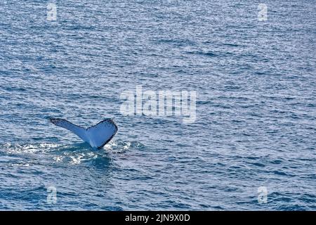 126 Whale à bosse du Sud-Megaptera novaeangliae australis lobtailing dans la baie Moreton. Brisbane-Australie. Banque D'Images