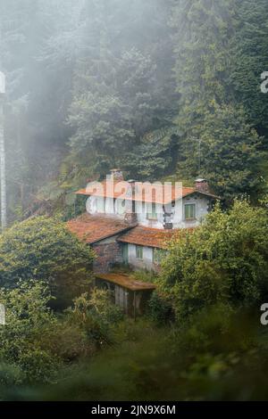 Une maison abandonnée cachée dans une nature verte couverte d'une brume légère Banque D'Images