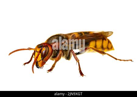 Insectes d'europe - guêpes: Macro de l'hornet européen ( Vespa crabro - Europäische Hornisse ) isolé sur fond blanc Banque D'Images