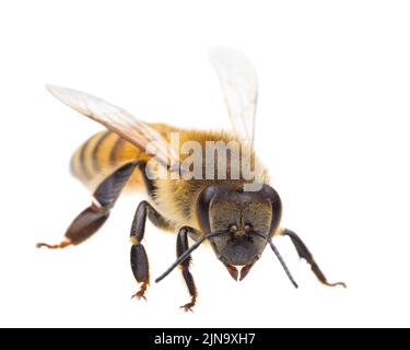 Insectes d'europe - abeilles: Vue latérale macro de l'abeille européenne ( APIs mellifera) isolé sur fond blanc - tête au spectateur Banque D'Images