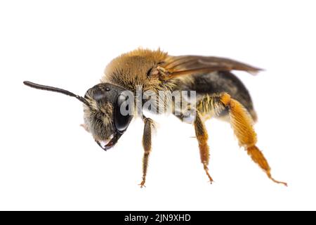 Insectes d'europe - abeilles: Vue latérale de la femelle Andrena haemorrhoa (rotschopfige Sandbiene allemand) isolée sur fond blanc Banque D'Images