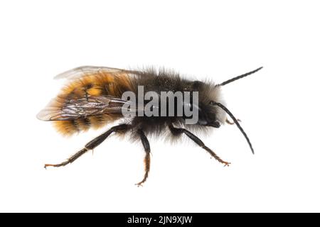 Insectes d'europe - abeilles: Vue latérale macro de l'abeille mâle Osmia cornuta Orchard européen (gehörnte Mauerbiene allemand) isolée sur fond blanc Banque D'Images