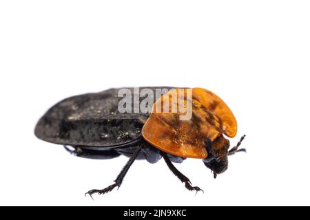 Insectes d'europe - coléoptères: Vue latérale macro du coléoptère à carapace rouge ( Oiceoptoma thoracicum german Rothalsige Silphe ) isolé sur le dos blanc Banque D'Images