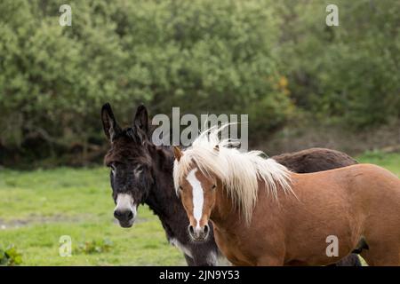 À risque rare Kerry bog poney poneys cheval course Comté Kerry Ireland Banque D'Images