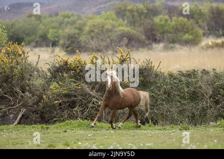 À risque rare Kerry bog poney poneys cheval course Comté Kerry Ireland Banque D'Images