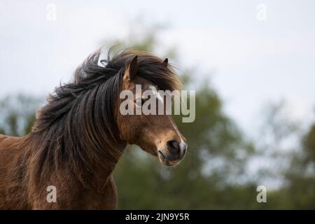 À risque rare Kerry bog poney poneys cheval course Comté Kerry Ireland Banque D'Images