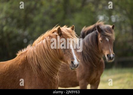 À risque rare Kerry bog poney poneys cheval course Comté Kerry Ireland Banque D'Images