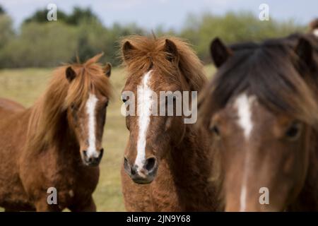 À risque rare Kerry bog poney poneys cheval course Comté Kerry Ireland Banque D'Images