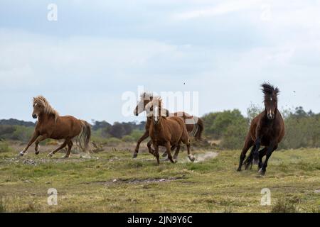 À risque rare Kerry bog poney poneys cheval course Comté Kerry Ireland Banque D'Images