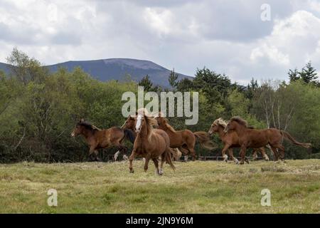 À risque rare Kerry bog poney poneys cheval course Comté Kerry Ireland Banque D'Images