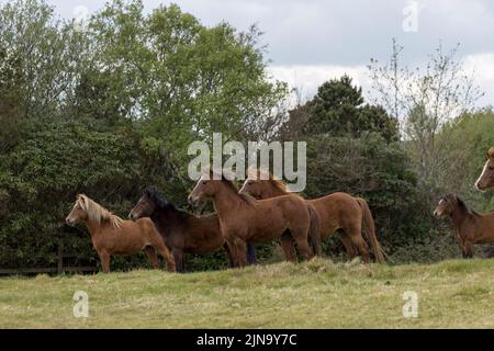 À risque rare Kerry bog poney poneys cheval course Comté Kerry Ireland Banque D'Images