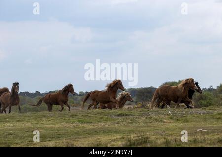 À risque rare Kerry bog poney poneys cheval course Comté Kerry Ireland Banque D'Images