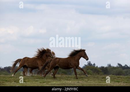 À risque rare Kerry bog poney poneys cheval course Comté Kerry Ireland Banque D'Images