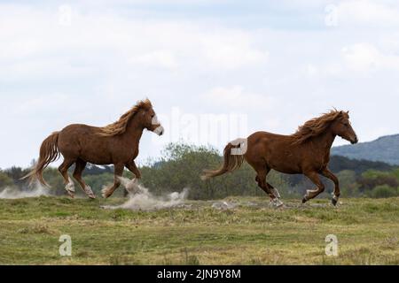 À risque rare Kerry bog poney poneys cheval course Comté Kerry Ireland Banque D'Images