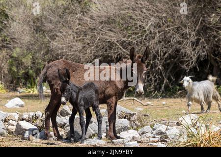 Donkeys mugla kaunos site antique Turquie Banque D'Images