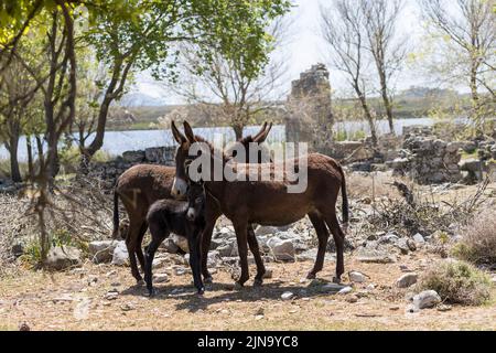 Donkeys mugla kaunos site antique Turquie Banque D'Images