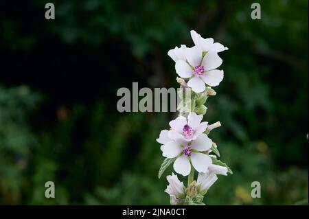 Fleur sauvage Althaea officinalis dans le jardin. Banque D'Images