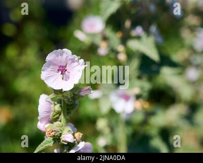 Fleur sauvage Althaea officinalis dans le jardin. Banque D'Images