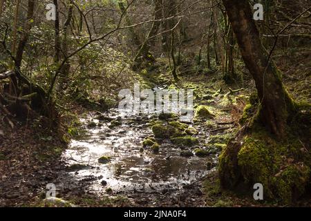 Une rivière coulant dans un cadre boisé près du parc national d'Exmoor, Somerset, Royaume-Uni, qui coule vers la mer Banque D'Images