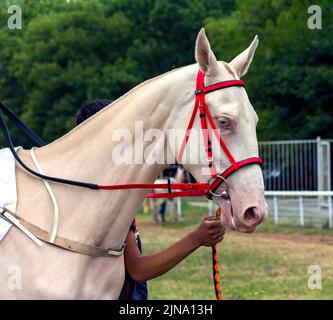 Portrait d'un cheval akhal-teke, Caucase du Nord Banque D'Images