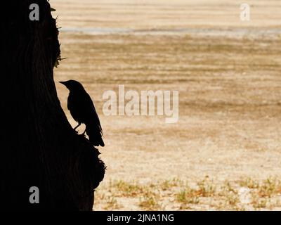 Un corbeau - oiseau de mauvais augure et de désastre - perché sur un tronc d'arbre en silhouette, devant un Richmond Green Park, baigné de soleil et frappé par la sécheresse. Banque D'Images