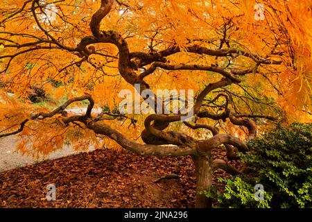 WA21854-00...WASHINGTON - branches tordues et tordues d'une érable japonais dans une couleur d'automne brillante aux jardins de Kubota; un parc de la ville de Seattle. Banque D'Images