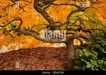 WA21855-00...WASHINGTON - branches tordues et tordues d'une érable japonais dans une couleur d'automne brillante aux jardins de Kubota; un parc de la ville de Seattle. Banque D'Images