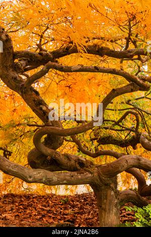 WA21856-00...WASHINGTON - branches tordues et tordues d'une érable japonais dans une couleur d'automne brillante aux jardins de Kubota; un parc de la ville de Seattle. Banque D'Images