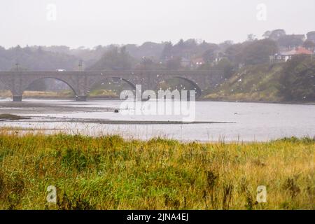 Un troupeau d'oiseaux blancs en troupeau au-dessus de la rivière Don, Aberdeen, Écosse, lors d'une matinée froide et brumeuse, avec un pont en pierre en arrière-plan Banque D'Images