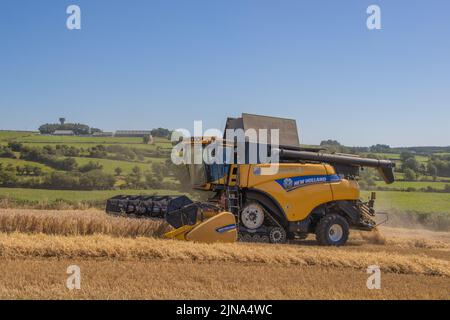 Moissonneuse-batteuse à chaînes New Holland Banque D'Images