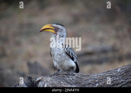 Le Southern Yellow-Blunt Hornbill, un oiseau à l'aspect comique et préhistorique qui vole avec l'effort et le crash-lands maladroitement, avec une attitude hautaine. Banque D'Images